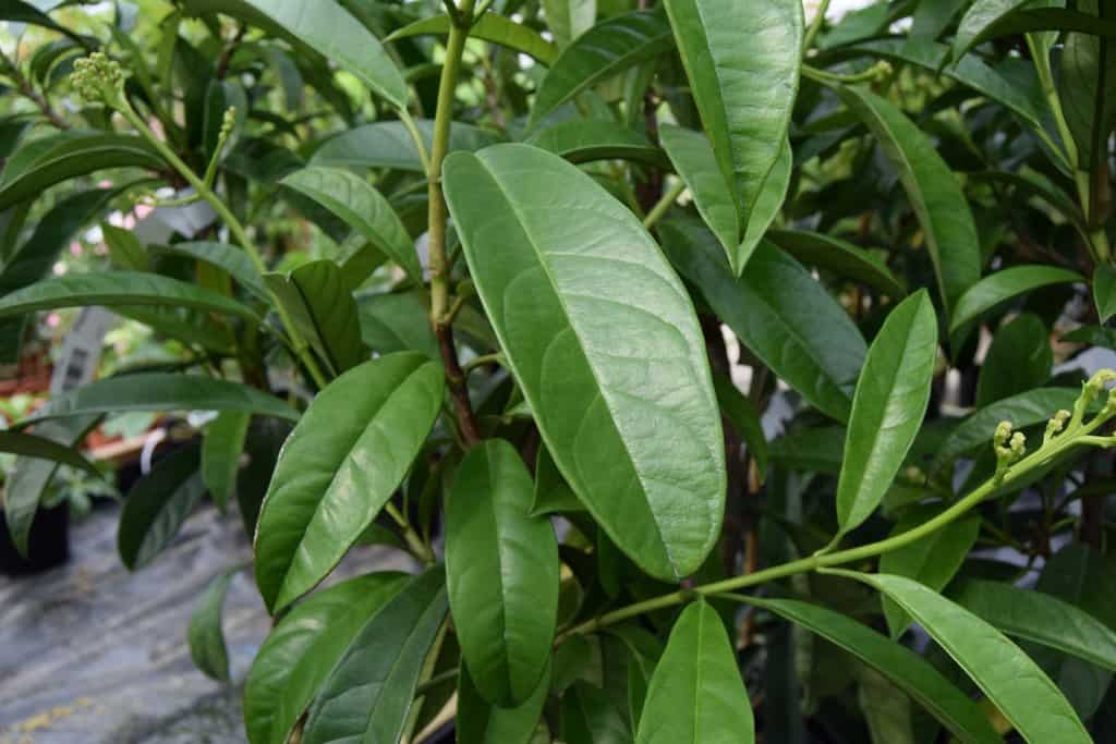 Pileostegia viburnoides 60-80 cm